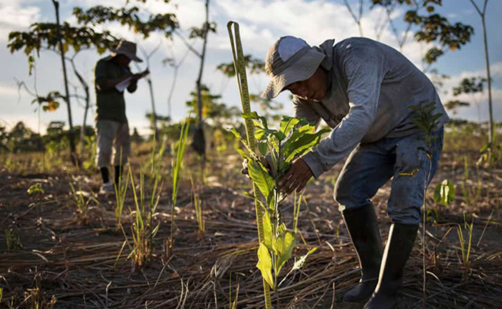 REFORESTACIÓN TERRITORIO ECUATORIANO